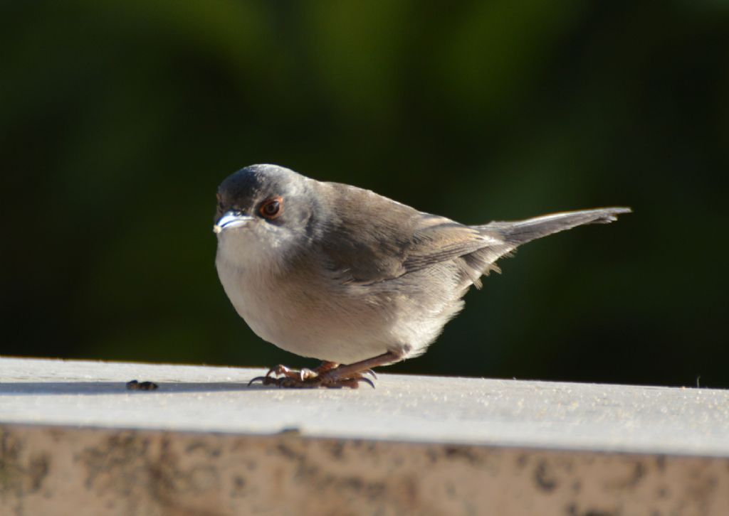 Codirosso e Occhicotto